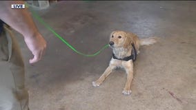 Southern Cross Service Dogs