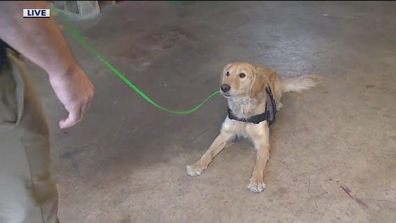 Southern Cross Service Dogs