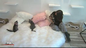 Sneak peek into nation's first pop-up kitten lounge in Georgetown