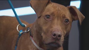 Adopt-A-pet: Meet Charly