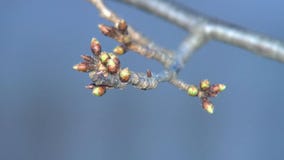 DC cherry blossoms to peak bloom in April