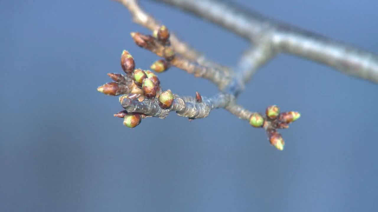 DC cherry blossoms to peak bloom in April