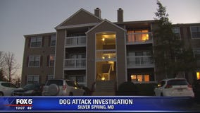 Woman attacked by dog in Silver Spring, police say