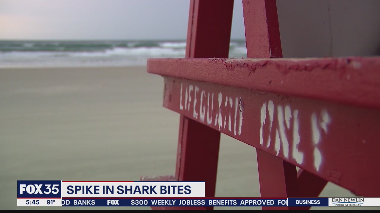 Spike in shark bites