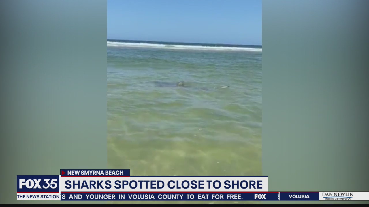 Sharks swimming close to shore in Florida