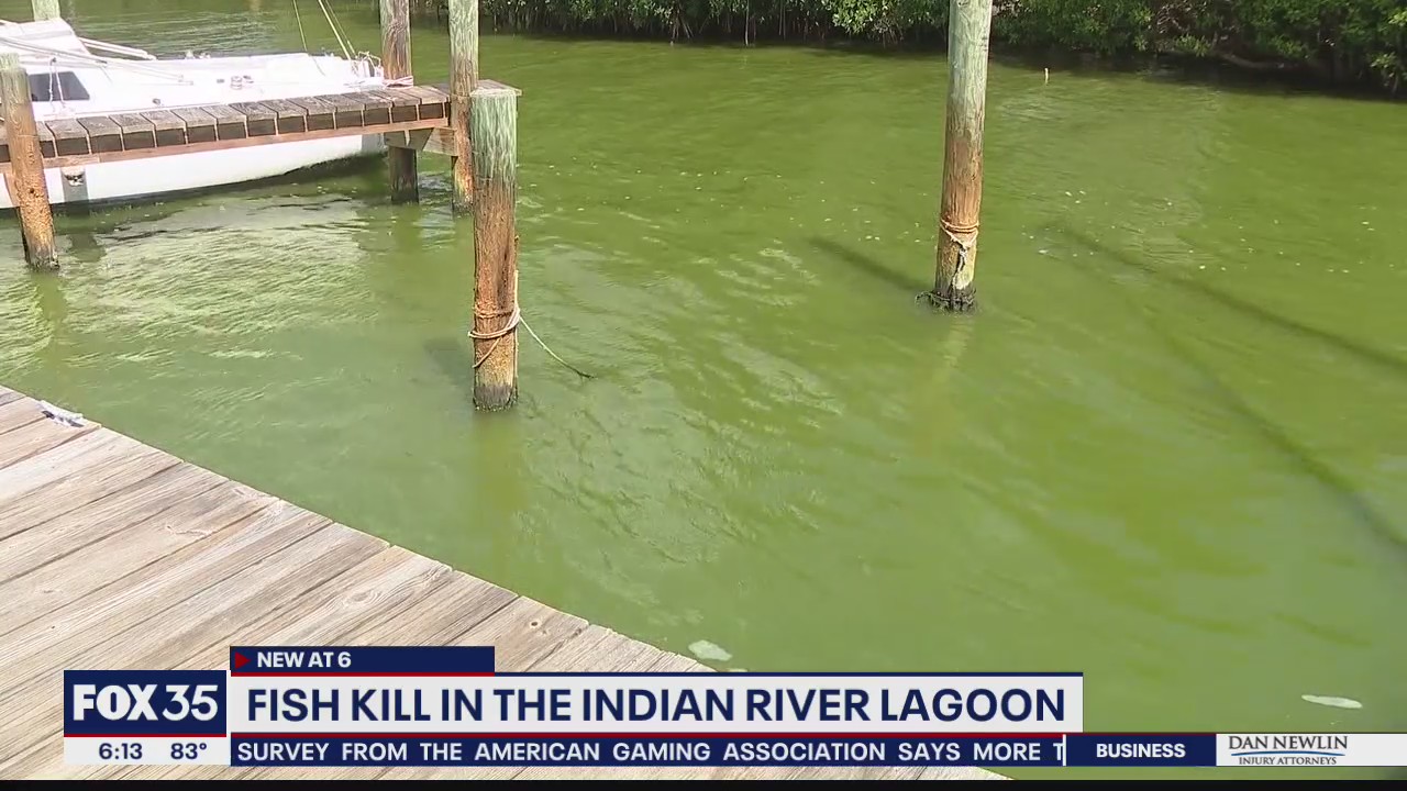 Another fish kill in the Indian River Lagoon