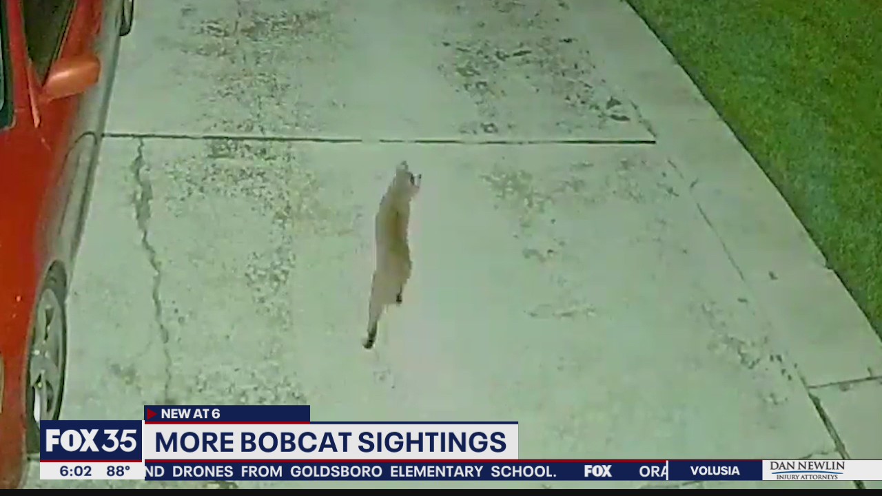 More bobcat sightings in Orlando