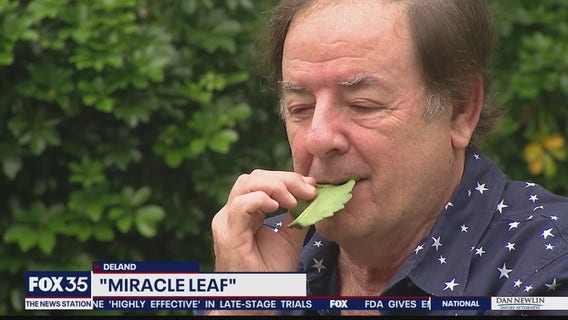 'Miracle Leaf' touted as natural sleep aid