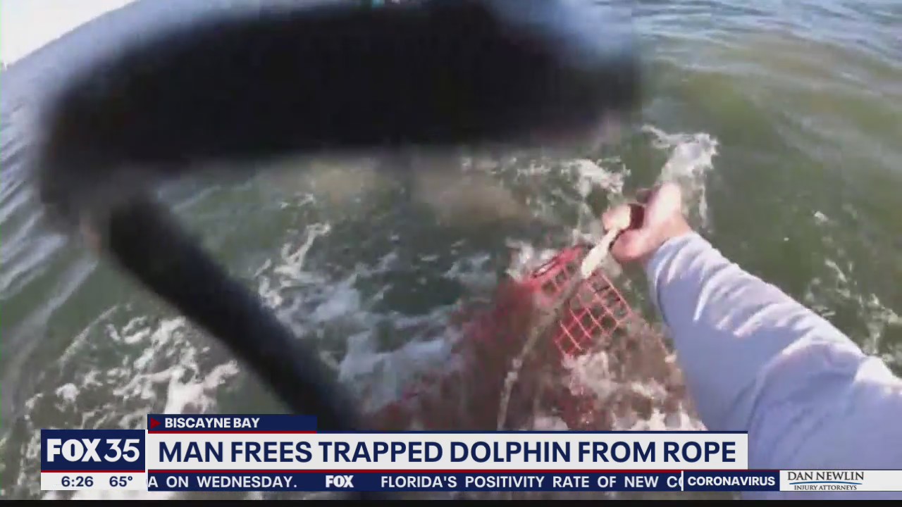 Man frees trapped dolphin from rope