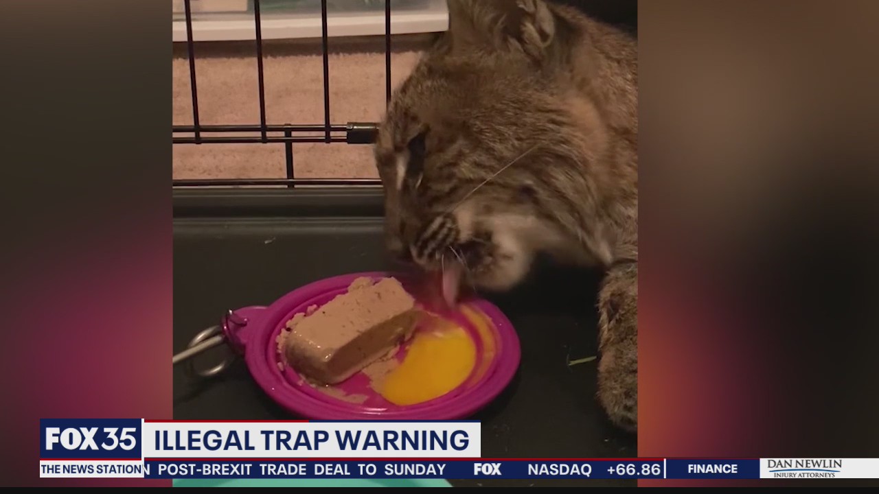 Steel traps are severely hurting wild animals