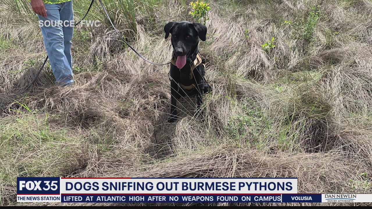 Dog sniffs out 8-foot python in Florida Everglades