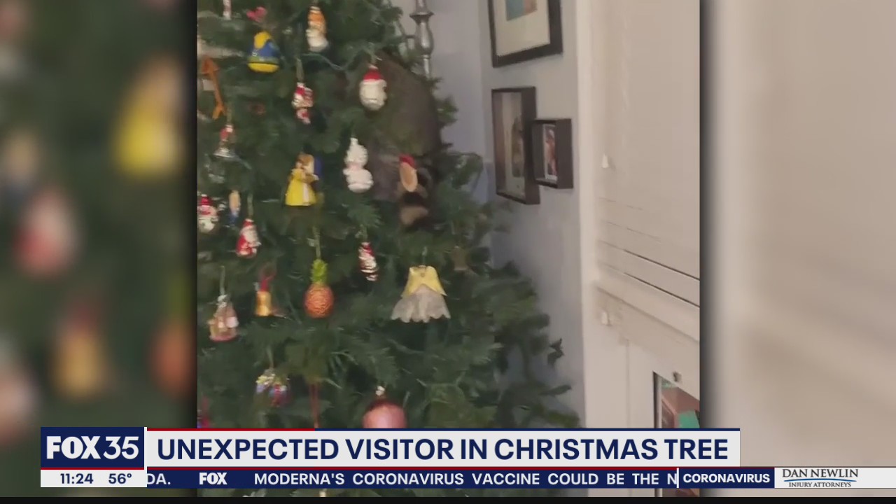Florida woman finds raccoon in Christmas tree