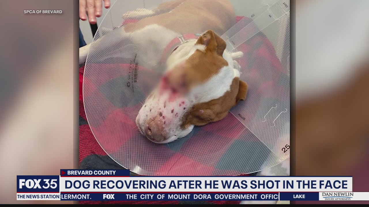 Dog recovering after being shot in face | FOX 35 Orlando