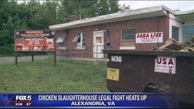 Public outrcy over chicken slaughterhouse in Alexandria