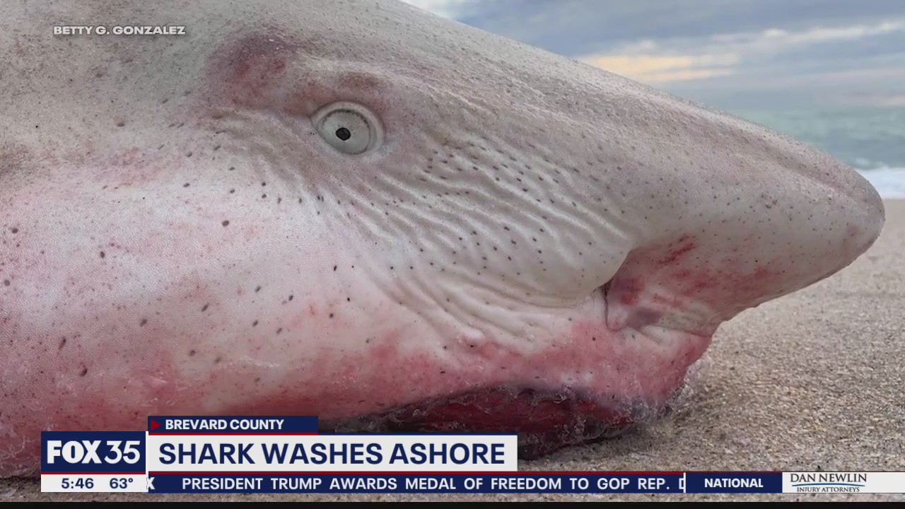 Shark washes ashore at Melbourne Beach