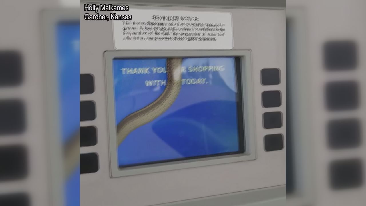 Snake slithers inside gas pump