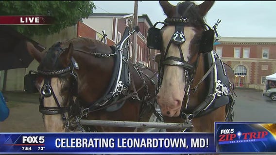 Leonardtown | Zip Trip: Suttler Post Farm Clydesdales