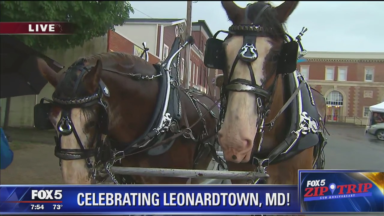 Leonardtown | Zip Trip: Suttler Post Farm Clydesdales