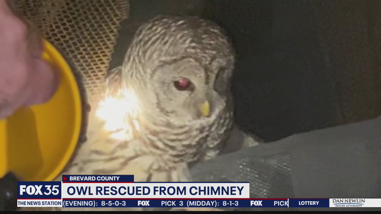 Owl rescued from chimney