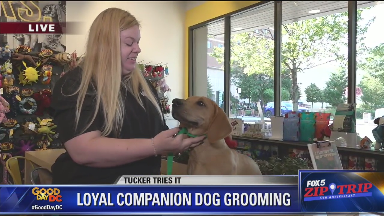 Merrifield | Zip Trip: Loyal Companion