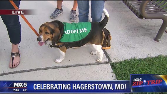Hagerstown | Zip Trip: Humane Society of Washington County