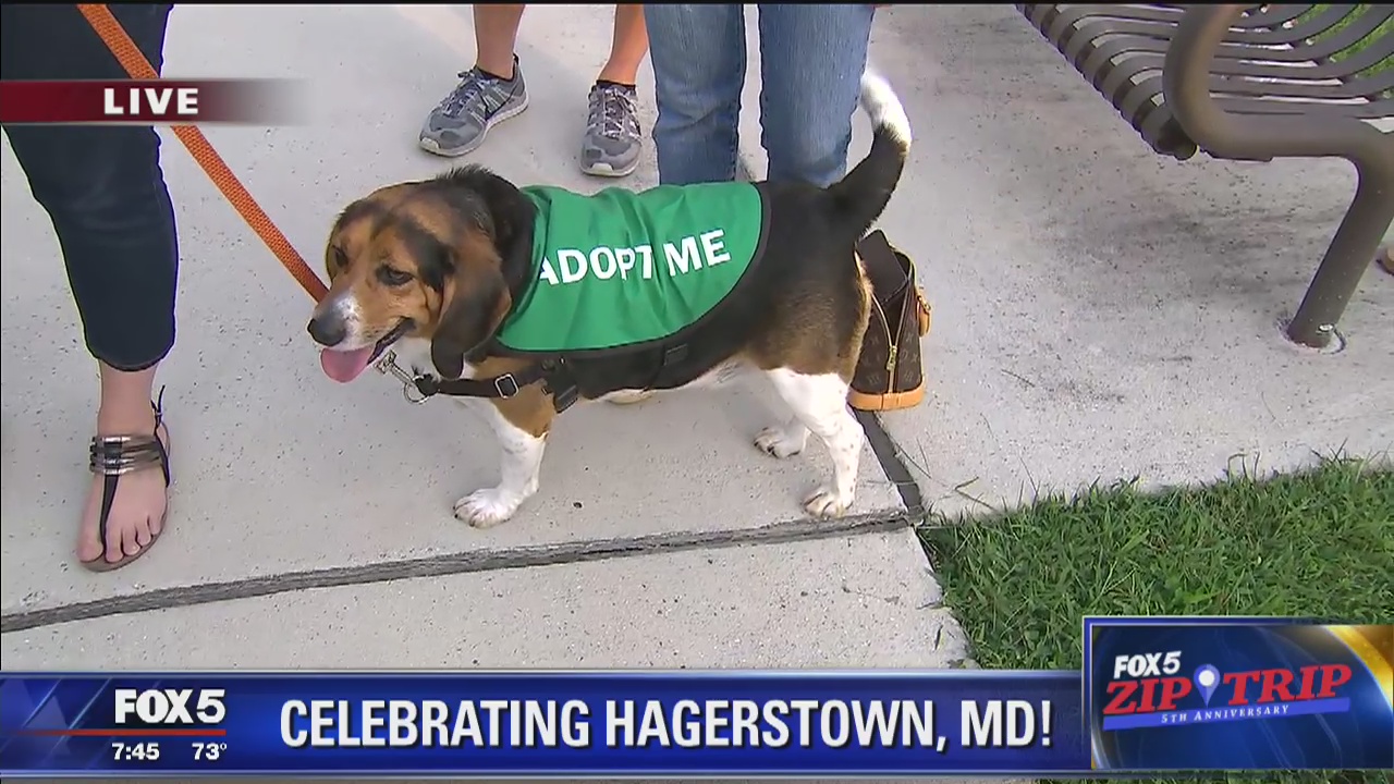 Hagerstown | Zip Trip: Humane Society of Washington County