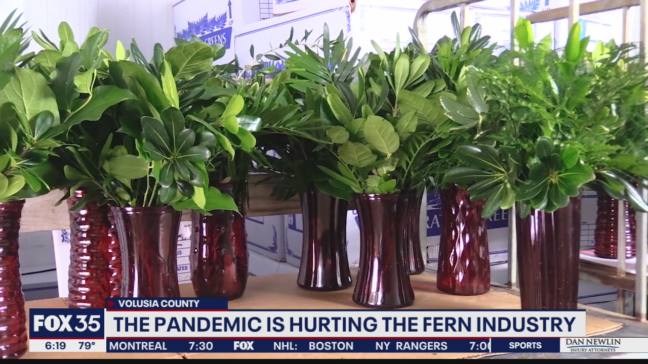 Pandemic is hurting Florida's fern industry