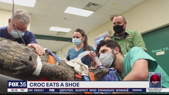 UF vets pull shoe from gut of 10.5-foot, 341-pound Nile crocodile