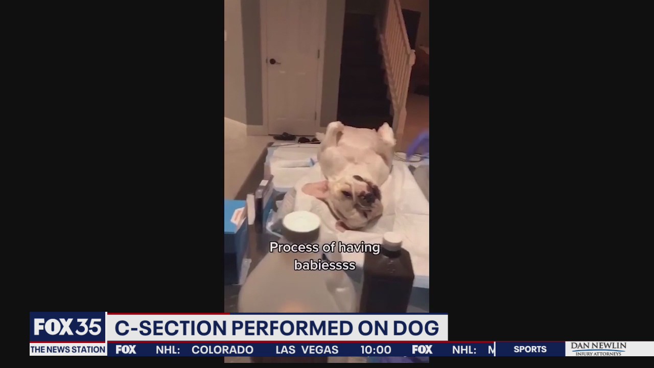 Report: 2 arrested after TikTok video shows illegal C-section performed on dog