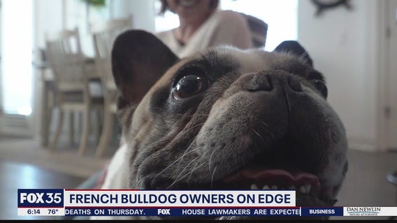 Central Florida French Bulldog owners concerned after Lady Gaga's dog theft