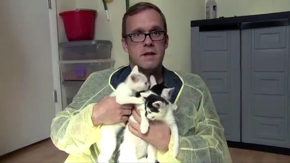 Take Tim to Work: King Street Cats