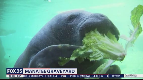 Brevard leads Florida counties in manatee deaths in 2021