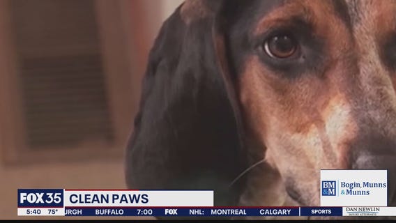 Research suggests dogs get bad rap on cleanliness