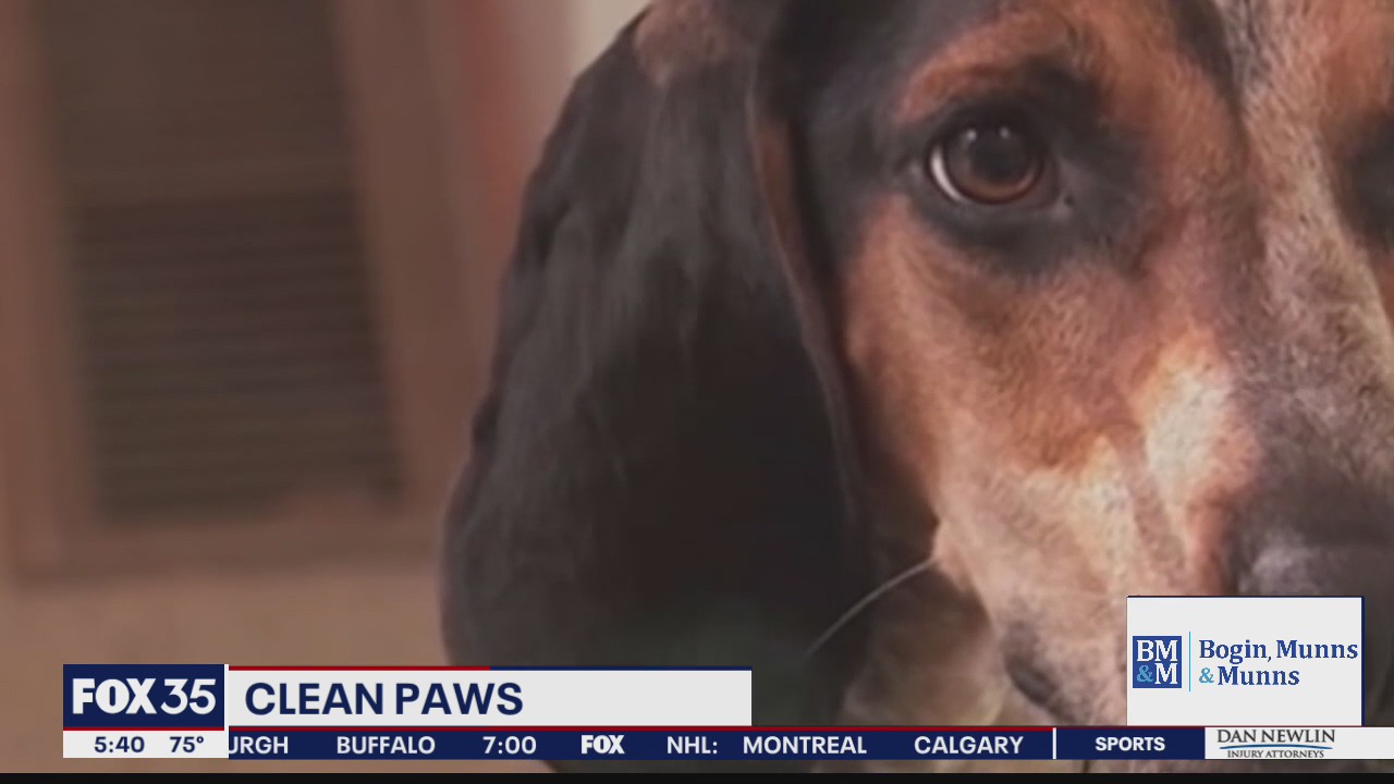 Research suggests dogs get bad rap on cleanliness