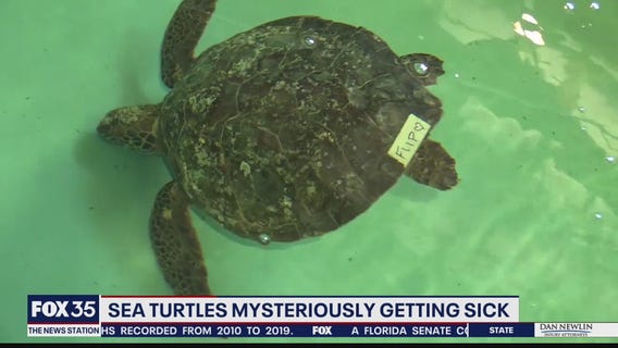 Sea turtles suffer mystery illness