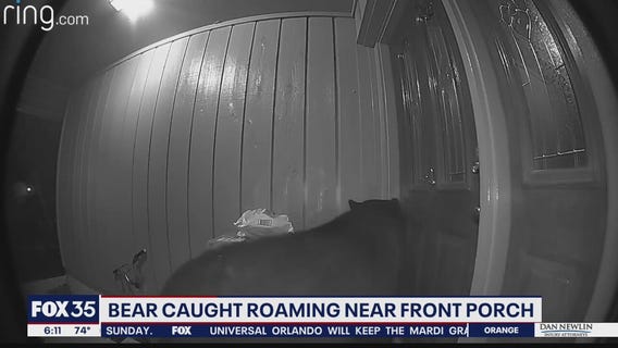 Bear caught roaming near front porch