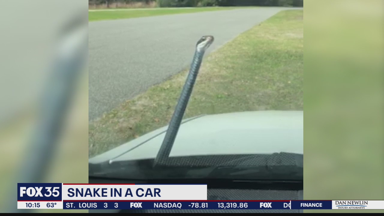 Snake hitches ride in a woman's car