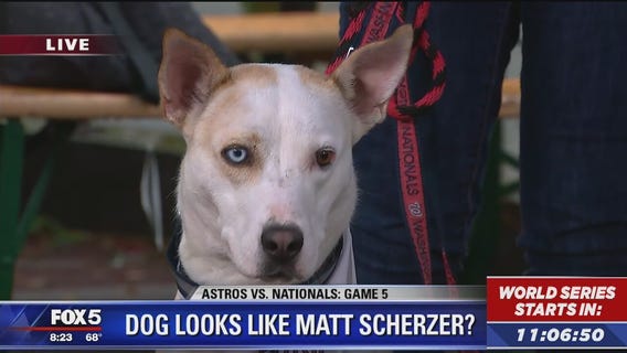 Max Scherzer "lookalike" dog needs a forever home
