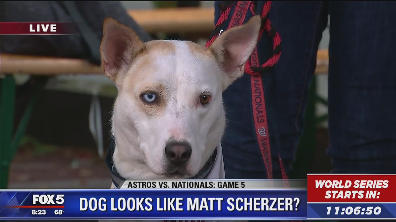Max Scherzer "lookalike" dog needs a forever home