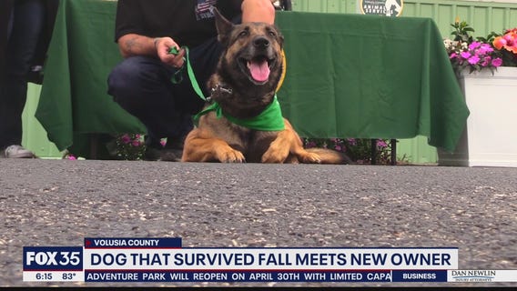 Dog thrown from balcony gets new life with military vet