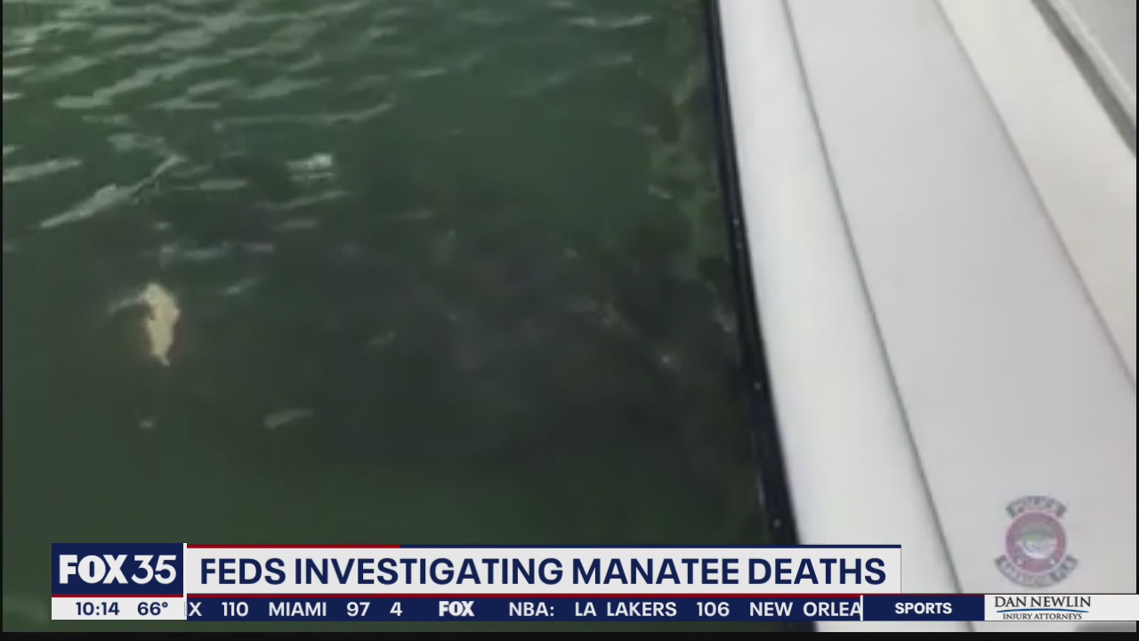 Feds to investigate surge in manatee deaths
