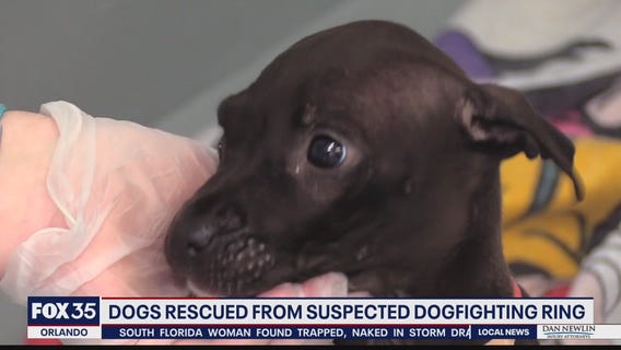 Humane Society caring for 42 rescues seized in alleged dogfighting ring