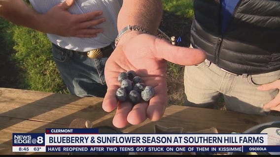 Blueberry and sunflower season at Southern Hill Farms