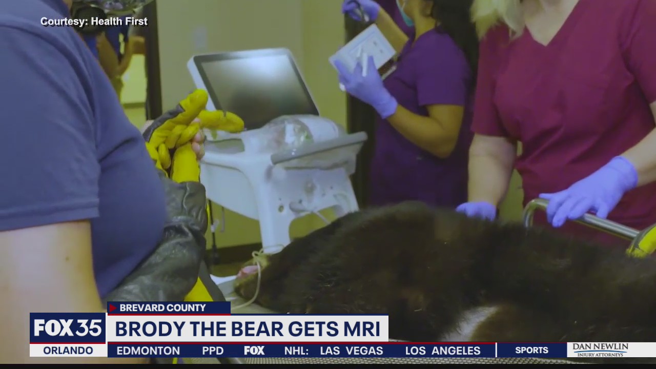 Brody the Bear undergoes MRI