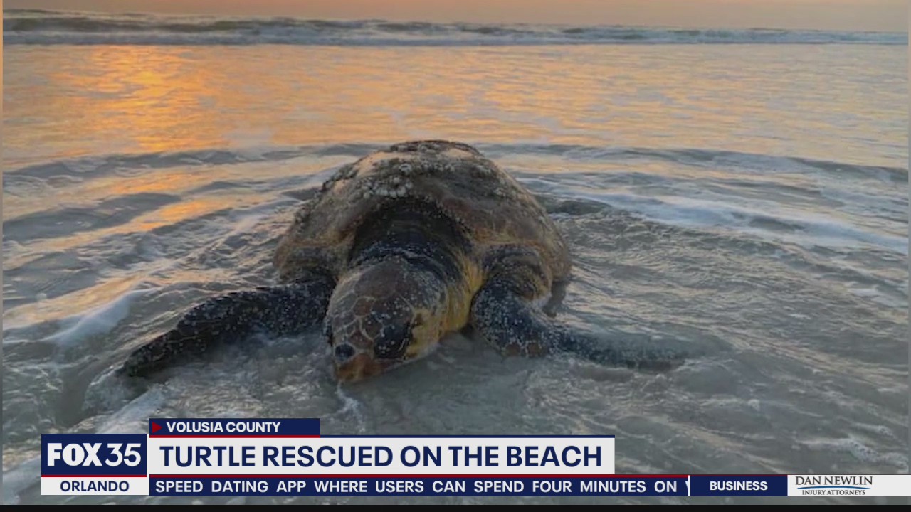 Turtle rescued along Central Florida beach