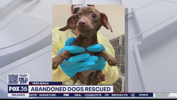 Reward offered for information in case of 26 abandoned puppies, dogs