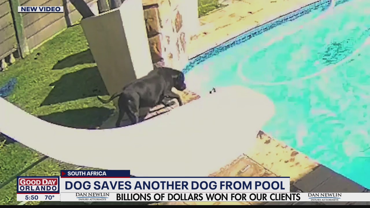 Dog saves another dog from pool | FOX 35 Orlando