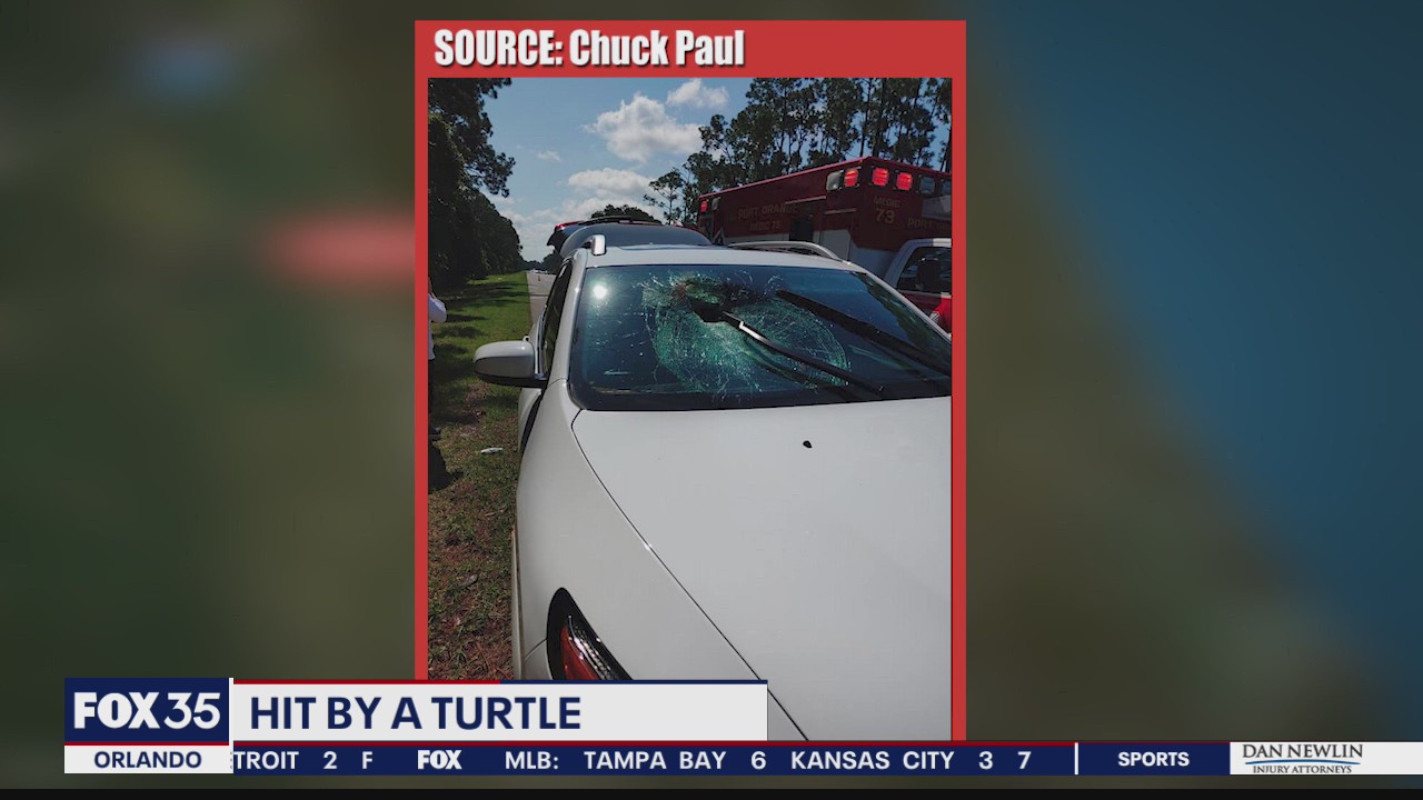 Turtle crashes through windshield of car traveling on I-95