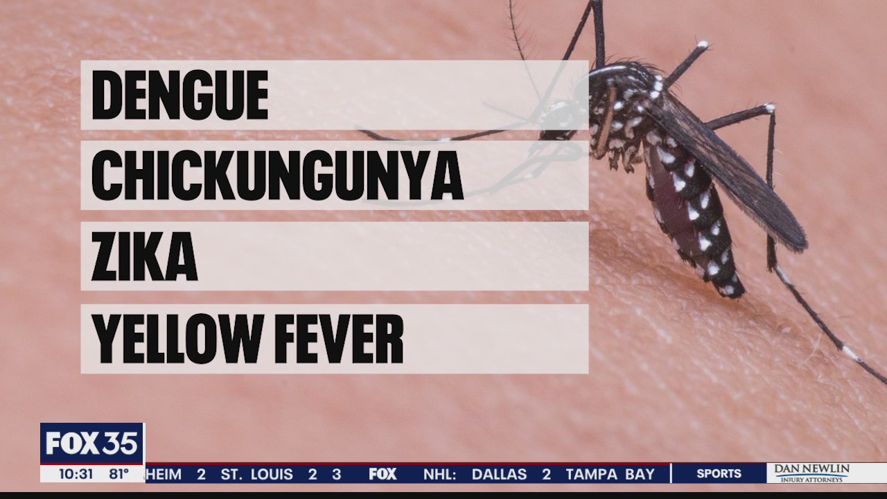 Modified mosquitoes to be released in Florida Keys