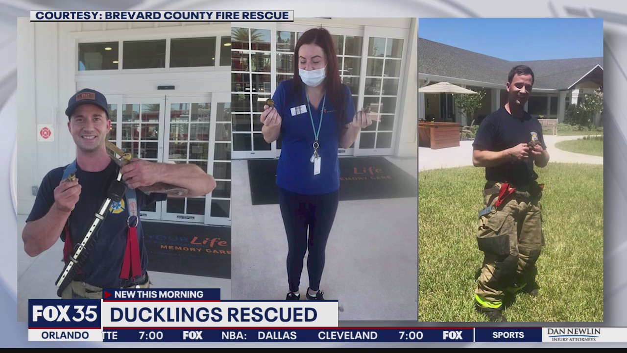 Ducklings rescued from storm drain